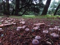 Mushrooms at a Greek forest during autumn