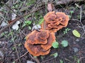 Mushrooms at a Greek forest during autumn