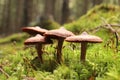 mushrooms on a green moss in the forest family of september Royalty Free Stock Photo