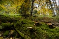 Mushrooms on green moss