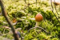 Mushrooms grew in a clearing in a beautiful forest