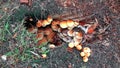 Mushrooms on the ground. Mushrooms hid. Warehouse of mushrooms in the roots of a tree Royalty Free Stock Photo