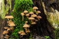 Mushrooms group Kuehneromyces mutabilis on a tree stump Royalty Free Stock Photo