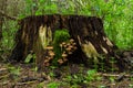 Mushrooms group Kuehneromyces mutabilis on a tree stump Royalty Free Stock Photo