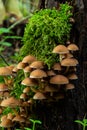 Mushrooms group Kuehneromyces mutabilis on a tree stump Royalty Free Stock Photo