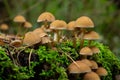 Mushrooms group Kuehneromyces mutabilis on a tree stump Royalty Free Stock Photo