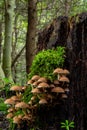 Mushrooms group Kuehneromyces mutabilis on a tree stump Royalty Free Stock Photo