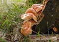 Mushrooms group Kuehneromyces mutabilis on a tree stump Royalty Free Stock Photo