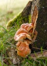 Mushrooms group Kuehneromyces mutabilis on a tree stump