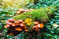 Mushrooms group Kuehneromyces mutabilis on a tree stump Royalty Free Stock Photo