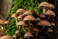 Mushrooms group Kuehneromyces mutabilis on a tree stump Royalty Free Stock Photo