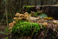 Mushrooms group Kuehneromyces mutabilis on a tree stump Royalty Free Stock Photo