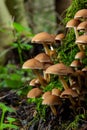 Mushrooms group Kuehneromyces mutabilis on a tree stump Royalty Free Stock Photo