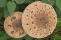 Mushrooms grow in the autumn forest among fallen leaves Royalty Free Stock Photo