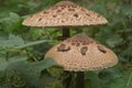 Mushrooms grow in the autumn forest among fallen leaves Royalty Free Stock Photo