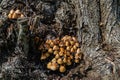 Mushrooms grow on a dead tree stump
