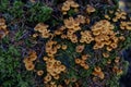 Mushrooms grow on decaying wood in a forest