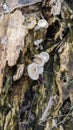 Mushrooms grow on dry tree trunks