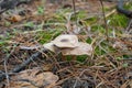 Mushrooms grow among fallen leaves in the autumn forest Royalty Free Stock Photo