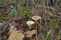 Mushrooms grow among fallen leaves in the autumn forest Royalty Free Stock Photo