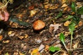 Mushrooms grow in the forest.The girl cuts a mushroom with a knife.White