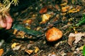 Mushrooms grow in the forest.The girl cuts a mushroom with a knife.White mushrooms.Mushroom podberezovik. Svinushka.Chanterelle.