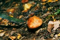 Mushrooms grow in the forest.The girl cuts a mushroom with a knife.White mushrooms.Mushroom podberezovik. Svinushka.Chanterelle.