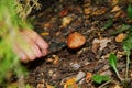 Mushrooms grow in the forest.The girl cuts a mushroom with a knife.White mushrooms.Mushroom podberezovik. Svinushka.Chanterelle.