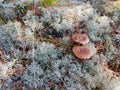 Mushrooms grow among the moss Royalty Free Stock Photo