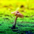 Mushrooms grow on moss, macro photography