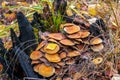 Mushrooms grow on an old rotten stump. Royalty Free Stock Photo