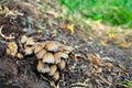 Mushrooms grow in the park near the roots of the tree. family of fungi of the order Agarical. photo of mushrooms