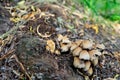 Mushrooms grow in the park near the roots of the tree. family of fungi of the order Agarical. photo of mushrooms