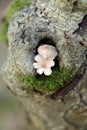 Mushrooms grow on the trunk