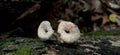 mushrooms that grow wild and are very interesting to know their names and their uses