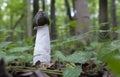 Mushrooms growing in the autumn forest. Phallus impudicus