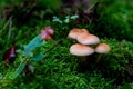 Mushrooms in autumn forrest Royalty Free Stock Photo