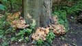 Mushrooms growing from base of beech tree.
