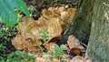 Mushrooms growing from base of beech tree.