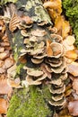 Mushrooms growing on Beech tree trunk Royalty Free Stock Photo