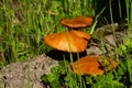 Mushrooms growing on dead cork tree wood - Gymnopilus suberis