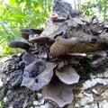 Mushrooms growing on dead tree trunks Royalty Free Stock Photo