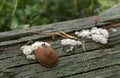 Mushrooms growing on decaying wood