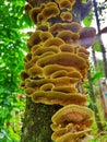 Mushrooms growing on dry tree trunks