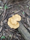 Mushrooms growing on dry wood. Royalty Free Stock Photo