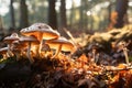 mushrooms growing on a fallen log in the woods