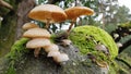 Mushrooms growing on a tree