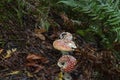 Mushrooms growing on the forest floor Royalty Free Stock Photo