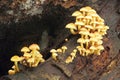 Mushrooms growing in the forest