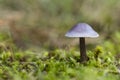 Mushrooms growing in the forest between moss and lichens Royalty Free Stock Photo
